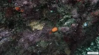 Red Sponge Nudibranch | Vancouver Island | Underwater 4K | Snorkelling | 28 12 2025