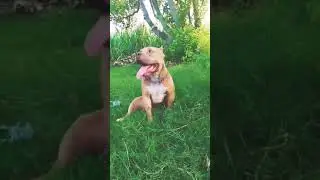 @RitikDogKennel177 #ambullylovers