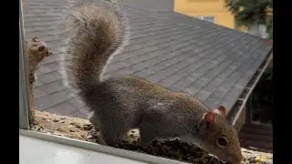 Squirrel Fun 🌰 is live! Live Squirrel Party! 🐿️🌰 Only a Few of Us—Join the Chill Vibes