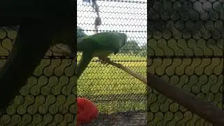 #parrot #nonstoptalkingparrot #funny #talkingparrot #birds #viral #muthu