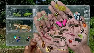 I searched for insects in the garden I got Butterfly, Dragonfly, Mantis, Grasshopper, Ladybug Beetle