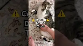 When a #cat shows you their belly #shorts
