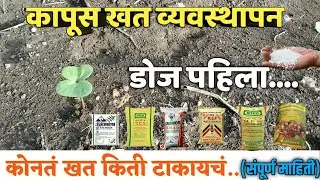 कापूस खत व्यवस्थापन. कापूस पिकाचं संपूर्ण खत व्यवस्थापन,कोनतं खत किती टाकायचं.(डोज पहिला).