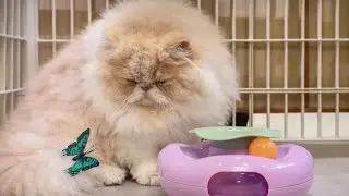 Watch This Cute Cat Get Teased by a Toy Butterfly 😂 | Funny Cat Videos 2026