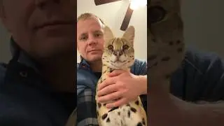 Serval Cat #serval #cat #servals #servalshorts
