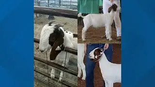 6 men caught on camera stealing goat from Central Valley High School farm