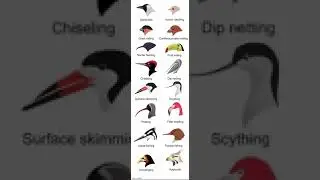 BACKSTABBING PENGUIN