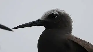 Lesser Noddy , Elephanta Island, India . July 2024