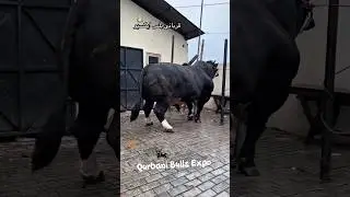 Huge Massive Giant Bull || 2026 Qurbani Gorur Haat || #shorts #pets #animals #cow #goru