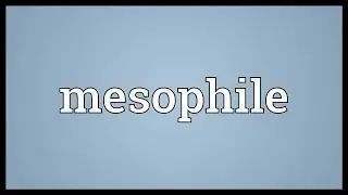 Mesophile Meaning