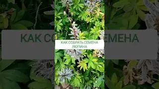 Как собрать семена люпина?🌿 #огород #сад #дача #цветы #люпин #лайфхаки #garden #flowers #лайфхак