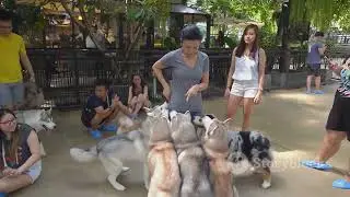 Why Pets Are Important  More Than Just Companion