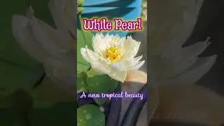 WHITE PEARL 🤍🪷#letest #tropical #lotus #whitelotus #forsale #firstsale  #trending #shortsfeed #new