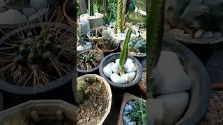 my cactus family 🌵❤️ #trending #nature #cactus #cactusmania