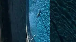 DuckyWrap cleaning 21 foot round vinyl lined above ground pool