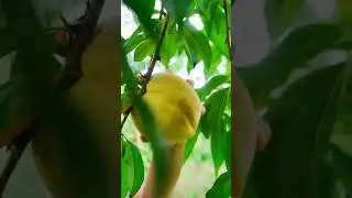 Guess How Many Peaches We Pick Here 😀 #satisfying #short