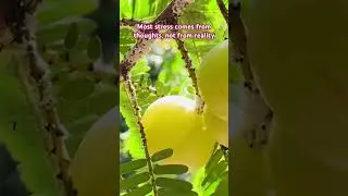 Fruits and nature Amla &mdash; Nature&rsquo;s Green Power #shorts #ytshorts #nature