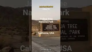 Joshua Tree National Park, Lost Palms Oasis Trail,  California, USA