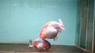 High Quality Ranchu Goldfish, Male and Female, ready for breeding