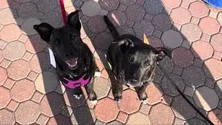 Eliza Waits for Her Forever Home!