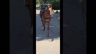 I love this horse and 4-H group sm!🥰 #horse#4h#parade#4thofjuly#fyp