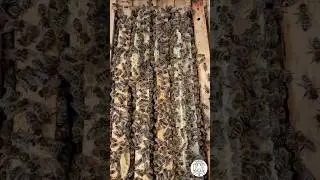 Why Do Bees Build Burr Comb? 🐝🏗 #bee #beekeeping #beekeeper #imkern #apicultura #fyp #asmr
