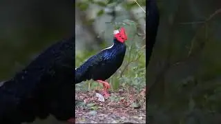 Swinhoe's pheasant #Shorts