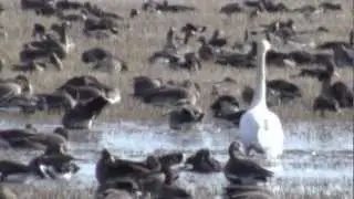 Lower Klamath Marsh