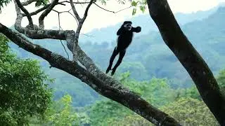 Buhoma Camp Wildlife - Wild Frontiers Uganda
