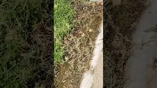 Lo Stato del cimitero di Montepagano