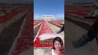 How to preserve tomato in the season of plenty  #youtube #youtubeshort
