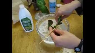 PASO A PASO - Transplante de Orquídea Phalaenopsis Enferma - Caso # 2
