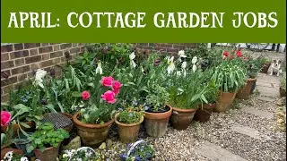 APRIL: Cottage garden jobs. Planting out sunflowers, yarrow and grass turf. Watering ranunculus.