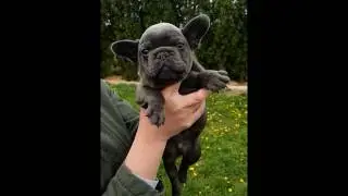 Blue frenchie Kimbo