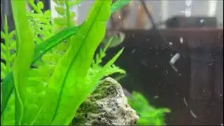 Fish feeding