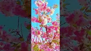 Gorgeous colorful flowers #rose #nature #flowerbeauty #beautiful