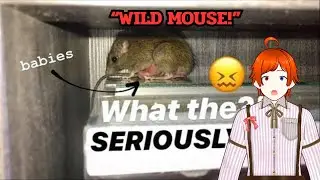 Bro found a pregnant Mouse! | Exotics Lair React