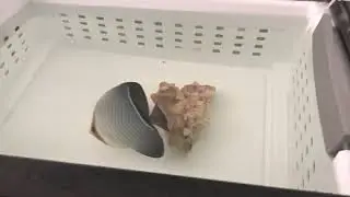 Feeding my Butterfly Fish LRS!