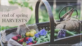 end of spring GARDEN HARVESTS | from BALCONY & NO DIG backyard | Doing Less to manage pests