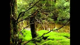 The Enchanted Walk
