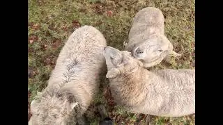 Morning Sheep Time 14 Jan 2026
