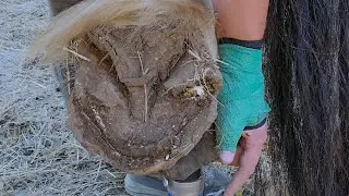 Massive Hooves Needing a Trim! What do wild horses do? Why we trim domestic horse - Part 2 Lakota