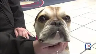 Animal advocates help puppies after rescue from abuse in Broward