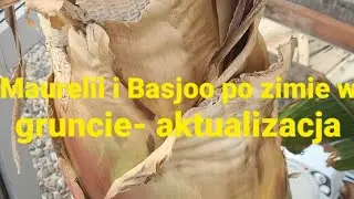 561#. Maurelii i Basjoo po zimie w gruncie- aktualizacja.
