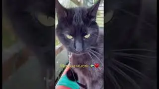 Мудрые мысли #blackcatmajk #cat