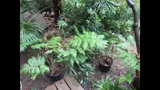 Growing Australian tree ferns in a cool climate