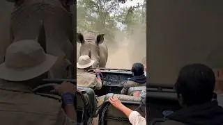 Two rahino attack the tourist with full rage 😭😭😭