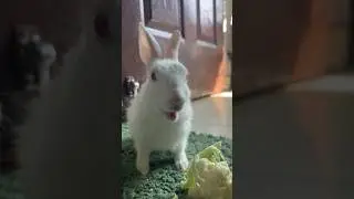 Stuart 🐰 Cutest 🥰 #rabbit #thepetlifewindow #bunny #rabbitshorts #shorts