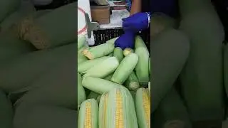 SATISFYINGVIDEO Buying Fresh Corn at the Market #shorts #satisfyingvideo #cooking #recipe #corn