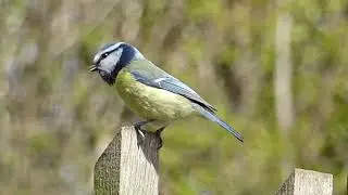 Tits | Herrerillos | M&eacute;sanges | Healing, relaxing nature visuals perfect to beat stress #asmr